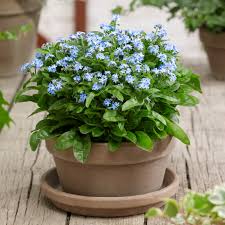 Image result for Myosotis sylvatica