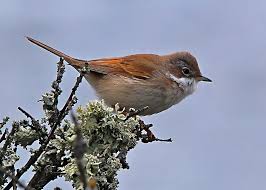 Attēlu rezultāti vaicājumam “Sylvia communis”