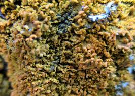 Attēlu rezultāti vaicājumam “Xanthoria fulva”