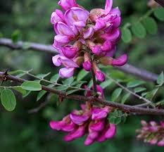 Attēlu rezultāti vaicājumam “Robinia neomexicana fruit”