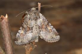 Attēlu rezultāti vaicājumam “Apamea sordens”