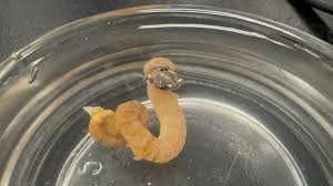 Attēlu rezultāti vaicājumam “Gulielmina vermicularis”