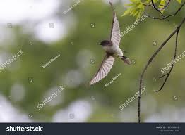 Image result for Sayornis phoebe