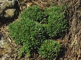 Attēlu rezultāti vaicājumam “Sedum hispanicum leaf”
