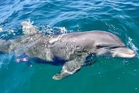 Image result for Belfairs Dolphins Snorkelling Club