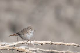 Image result for Sylvia nana