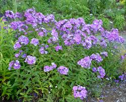 Attēlu rezultāti vaicājumam “Phlox paniculata”