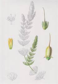 「金魚藻」的圖片搜尋結果