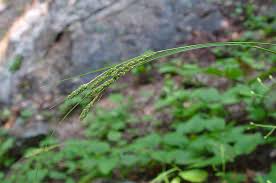 Attēlu rezultāti vaicājumam “Syntrichia virescens”