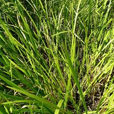 Image result for Acorus calamus