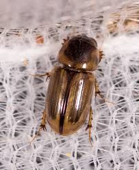 Attēlu rezultāti vaicājumam “Aphodius sp.”