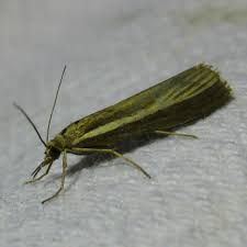 Attēlu rezultāti vaicājumam “Agriphila tristella”