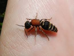 Attēlu rezultāti vaicājumam “Mutilla europaea”