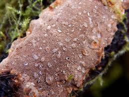 Attēlu rezultāti vaicājumam “Gloeoporus dichrous”