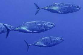 Image result for Aetomylaeus bovinus