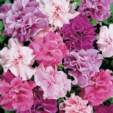 Image result for Petunia hybrida