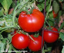 Afbeeldingsresultaat voor bloody butcher tomato