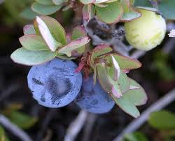 Attēlu rezultāti vaicājumam “Vaccinium uliginosum”