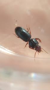 Attēlu rezultāti vaicājumam “Clivina fossor”