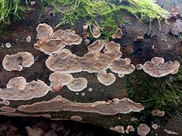 Attēlu rezultāti vaicājumam “Stereum rugosum”