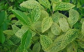 Attēlu rezultāti vaicājumam “Forsythia viridissima”