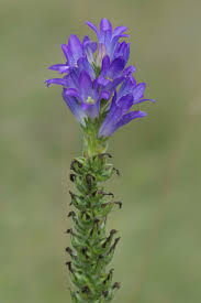 Image result for Campanula spicata