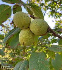 Attēlu rezultāti vaicājumam “Juglans x sinensis fruit”