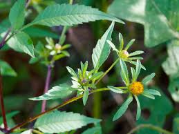 Attēlu rezultāti vaicājumam “Bidens frondosa flower”