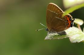 Attēlu rezultāti vaicājumam “Satyrium pruni”