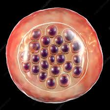 Attēlu rezultāti vaicājumam “Diderma radiatum plasmodium”