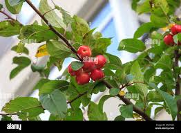 Attēlu rezultāti vaicājumam “Malus prunifolia fruit”