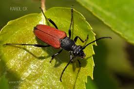 Attēlu rezultāti vaicājumam “Anastrangalia sanguinolenta”