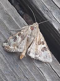 Attēlu rezultāti vaicājumam “Protoschinia scutosa”