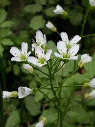 Attēlu rezultāti vaicājumam “Cardamine amara leaf”