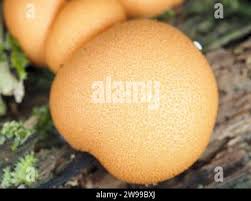 Attēlu rezultāti vaicājumam “Lycogala melleum”