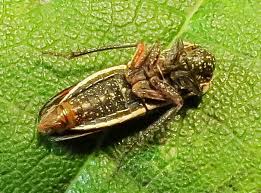 Attēlu rezultāti vaicājumam “Cribraria costata”