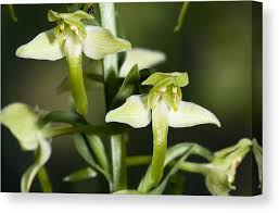 Attēlu rezultāti vaicājumam “Platanthera chlorantha flower”