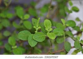 Attēlu rezultāti vaicājumam “Lonicera caerulea var. pallasii leaf”