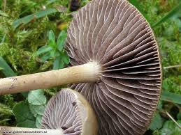 Attēlu rezultāti vaicājumam “Fuligo luteonitens macro”