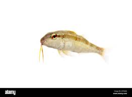 Image result for Pseudupeneus maculatus