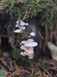 Attēlu rezultāti vaicājumam “Rimbachia neckerae”