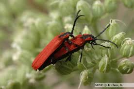 Attēlu rezultāti vaicājumam “Lygistopterus sanguineus”