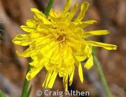 Attēlu rezultāti vaicājumam “Hieracium umbellatum flower”