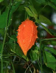 Attēlu rezultāti vaicājumam “Carlina biebersteinii fruit”