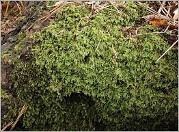 Attēlu rezultāti vaicājumam “Isothecium myosuroides”