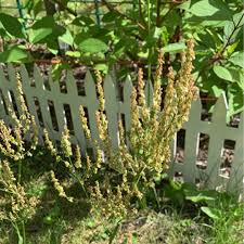 Attēlu rezultāti vaicājumam “Rumex thyrsiflorus”