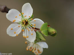 Attēlu rezultāti vaicājumam “Prunus domestica subsp. insitita”