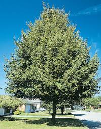 Attēlu rezultāti vaicājumam “Tilia cordata”