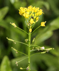 Attēlu rezultāti vaicājumam “Rorippa amphibia leaf”