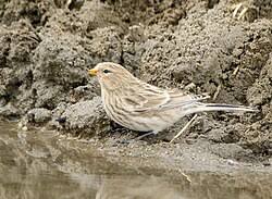 Image result for twite photo